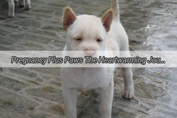 Pregnancy Plus Paws The Heartwarming Journey of Raising a Puppy During Your Maternity Adventure